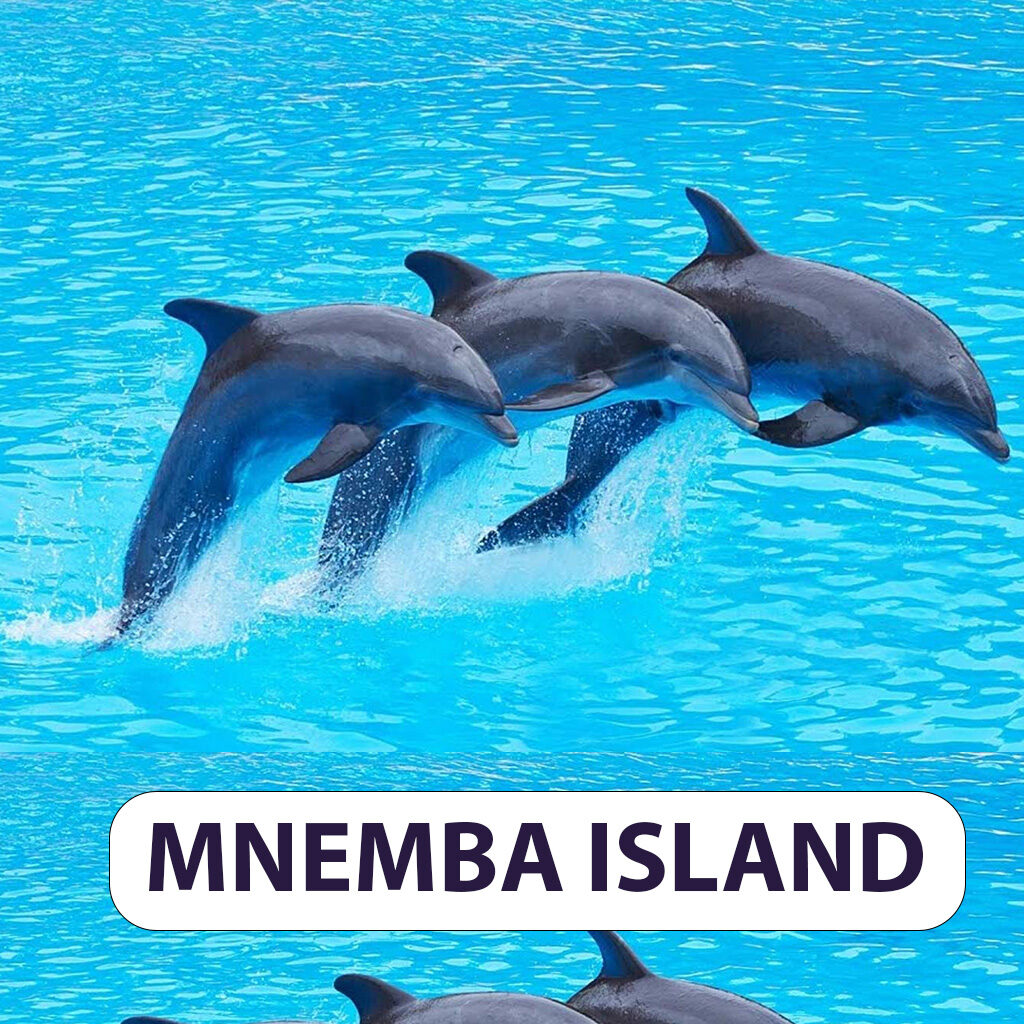 MNEMBA DOLPHINS ZANZIBARTRIPSANDSAFARIS